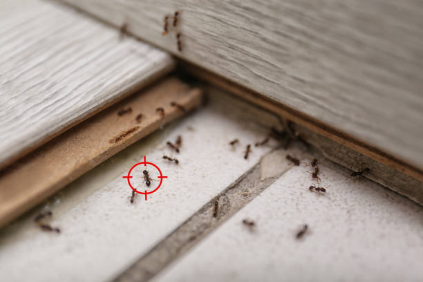 Best Best Pest Control Companies  in Glenmora, LA