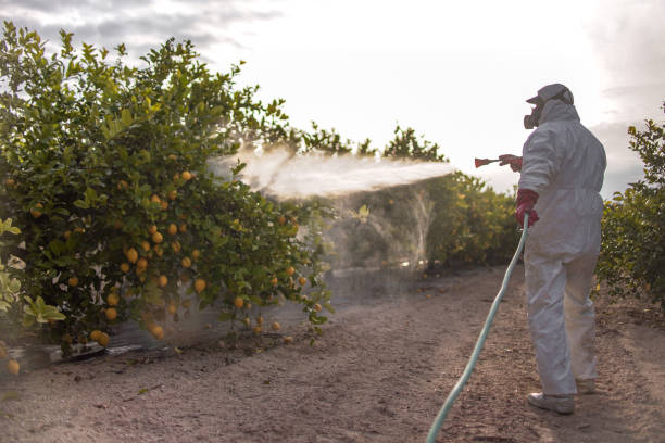 Best Flea Control Services  in Glenmora, LA