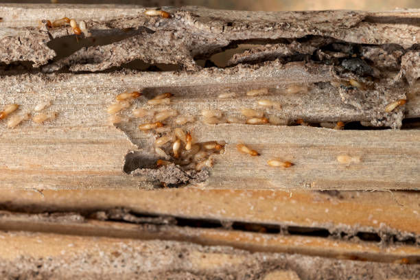 Best Mosquito Control Services  in Glenmora, LA