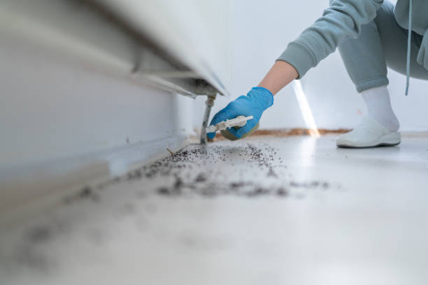 Best Wasp Removal Services  in Glenmora, LA
